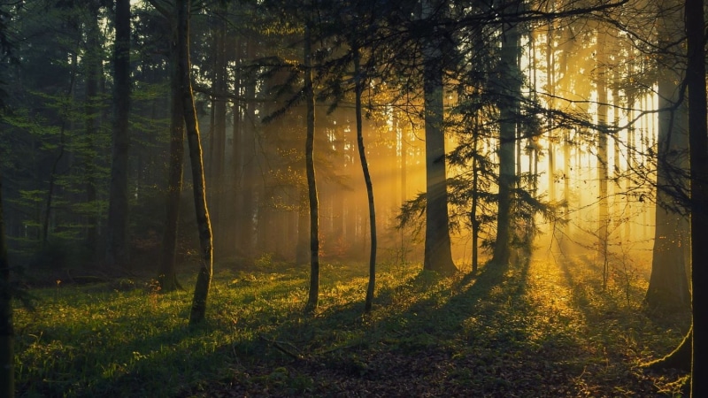 growth, environment, grass, trees, woodland, streaming, morning, nature, sunlight, scenics - nature, tree, leafed, trunk, photography, landscape, land