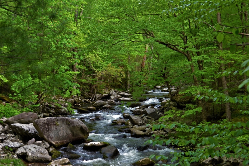 Little River, Tremont, nature, rock - Object, rocky, green Color, water, 4K, tree, forest, leafed, river, Middle, geotag, outdoors, green, daytime, scenics
