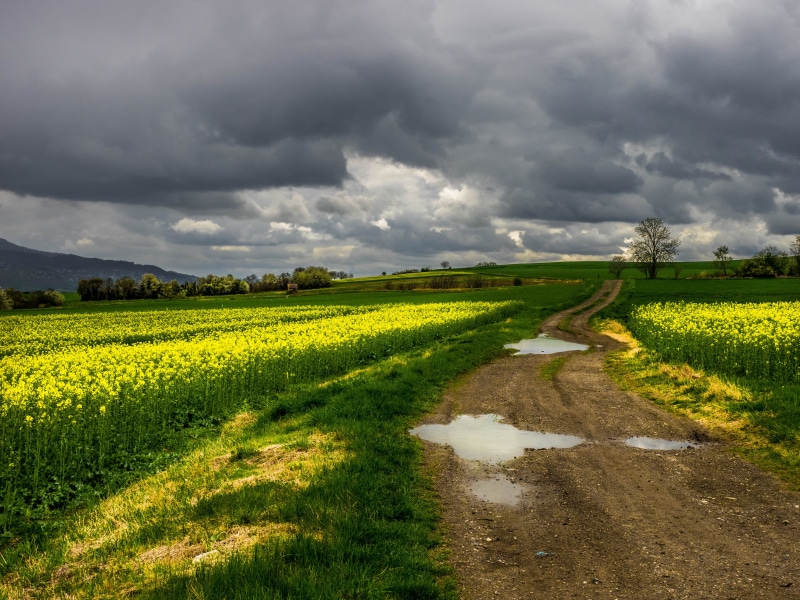 agriculture, rural Scene, green, cloud - Sky, cloudy, scenics, nature, outdoors, sky, springtime, summer, flower, yellow, farm, landscape, field, 4K, meadow