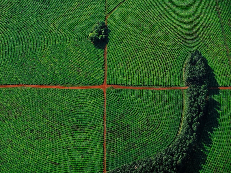 farm, day, green color, plant, green, land, agriculture, growth, high angle view, aerial view, nature, crop, 720P, field, landscape, rural scene, outdoors