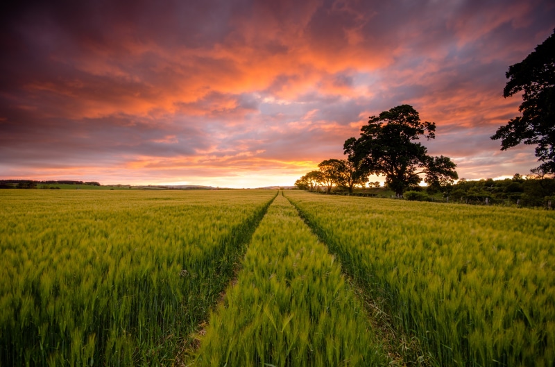 outdoors, yellow, beauty In Nature, green grass, sky, land, Ayton, dusk, cloudy, season, field, landscape, green, cloud - Sky, clouds, growth, 4K, non-Urban Scene