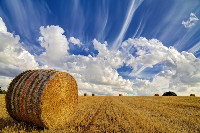 cereal Plant, nobody, Straw Bale, summer, 5K, circle, meadow, agriculture, grass, rural Scene, space, copy, crop, urban, field, straw, horizontal, nature