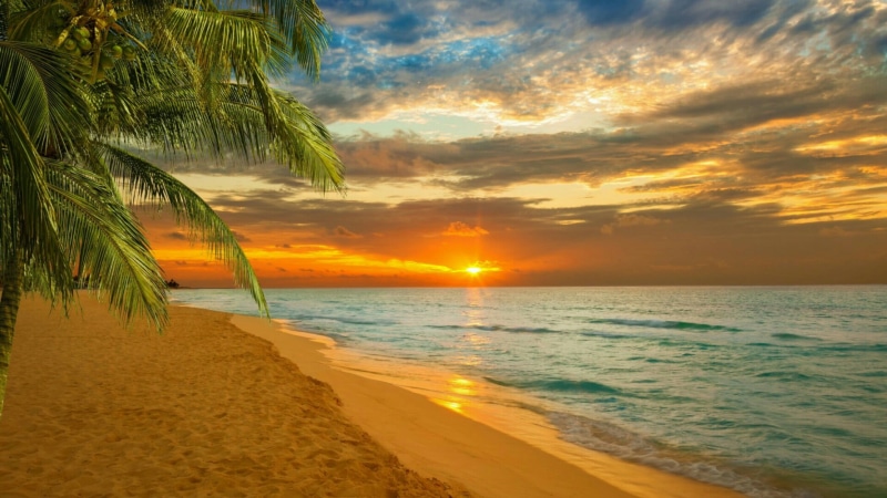 coast, summer, nature, palm, non-urban scene, outdoors, idyllic, palm tree, palm leaf, coconut palm tree, beach, sea, paradise, land, caribbean, horizon