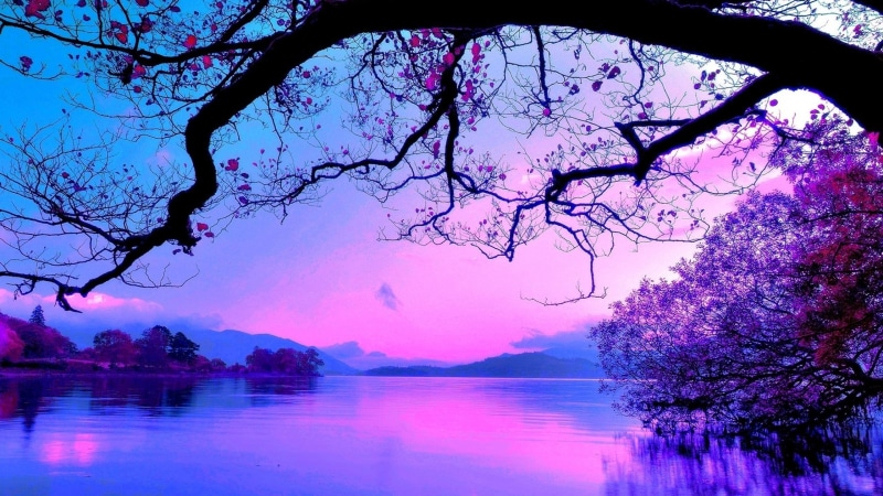 water, tranquil scene, waterfront, flower, reflection, sunset, tranquility, lake, pink color, nature, purple, tree, growth, plant, idyllic, outdoors, cherry blossom