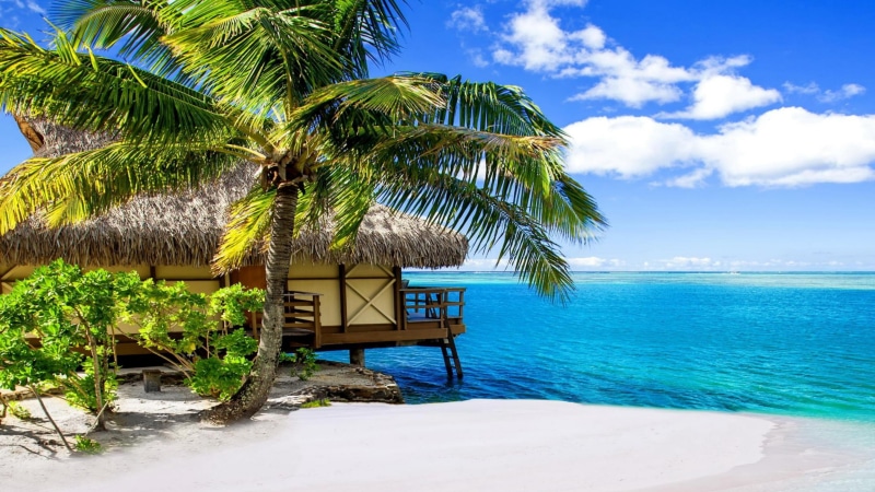 plant, scenics - nature, exotic, beach, sand, tree, sea, blue sea, palm tree, coconut palm tree, french polynesia, beauty in nature, moorea island, day