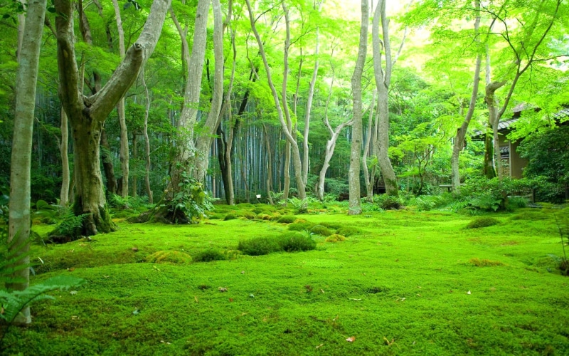 tree trunk, no people, day, grass, beauty in nature, land, non-urban scene, bamboo - plant, growth, green color, nature, lush foliage, foliage, woodland