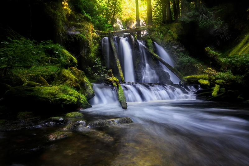 washington, tropical Rainforest, outdoors, nature, landscape, s, leaf, Lower, tree, Panther Creek, river, scenics, waterfall, freshness, falling, beauty In Nature