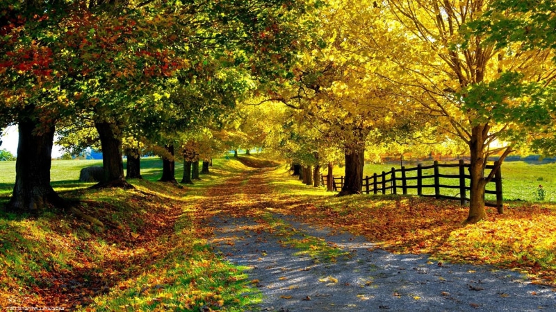 sunlight, road, 1080P, plant, tranquil scene, park - man made space, day, nature, tree, treelined, scenics - nature, the way forward, land, no people