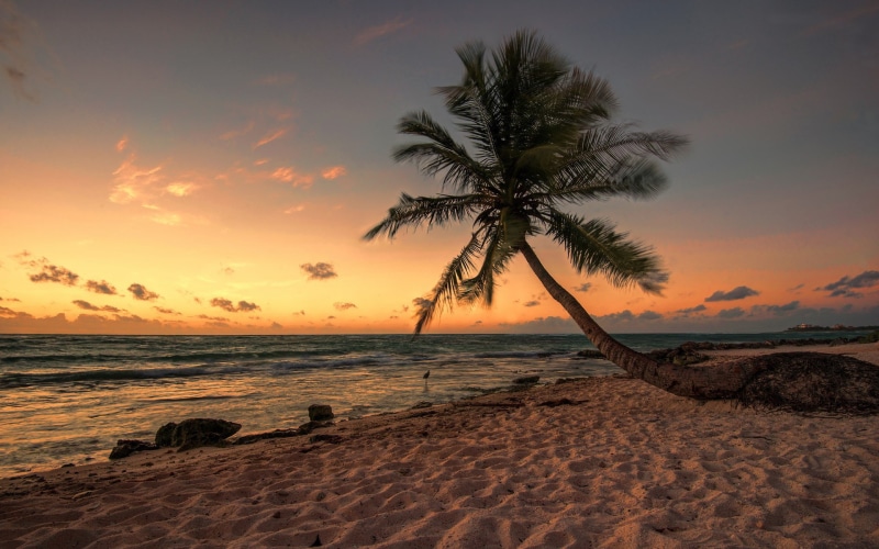 horizon over water, 1080P, sky, beauty in nature, tropical climate, idyllic, beach, scenics - nature, no people, water, cloud - sky, tree, tranquility