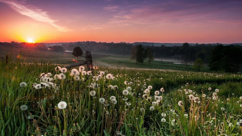 flowering plant, no people, nature, landscape, beauty in nature, tranquil scene, hd image of nature for pc 1920x1080, scenics - nature, environment, field