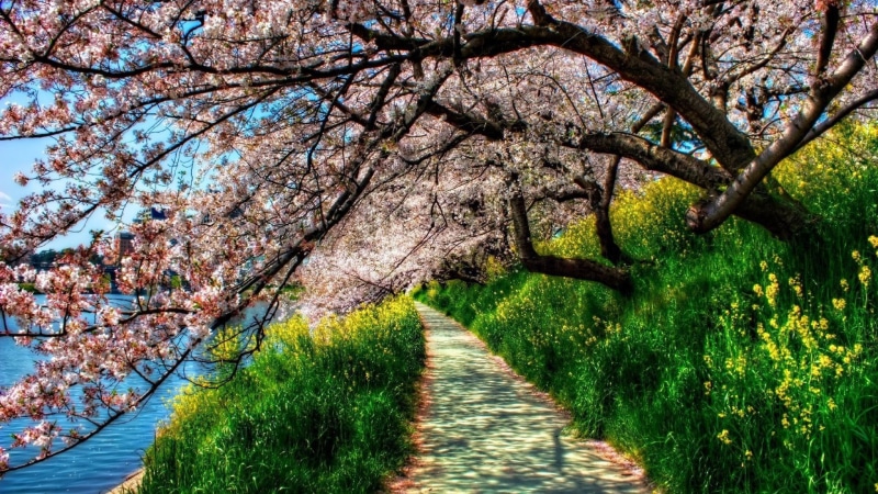cherry tree, nature, footpath, plant, tree canopy, no people, cherry blossom, springtime, day, hd image of nature for pc 1920x1080, growth, change, blossom