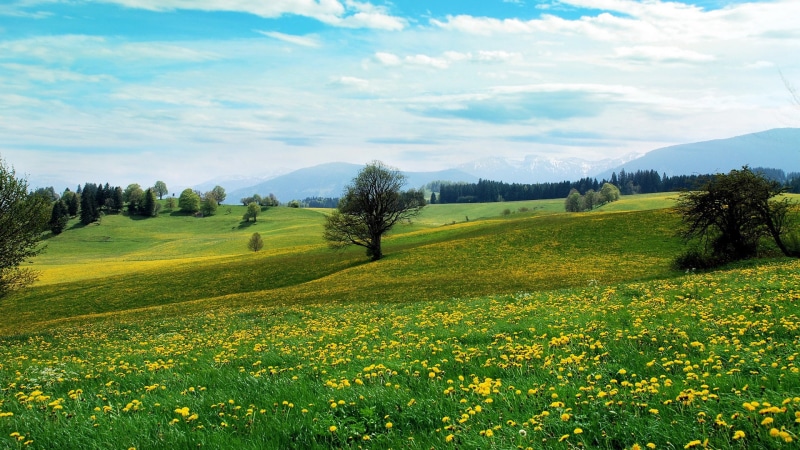 field, beauty in nature, scenics - nature, no people, growth, flowering plant, tree, sky, cloud - sky, day, green color, landscape, tranquil scene, 1080P