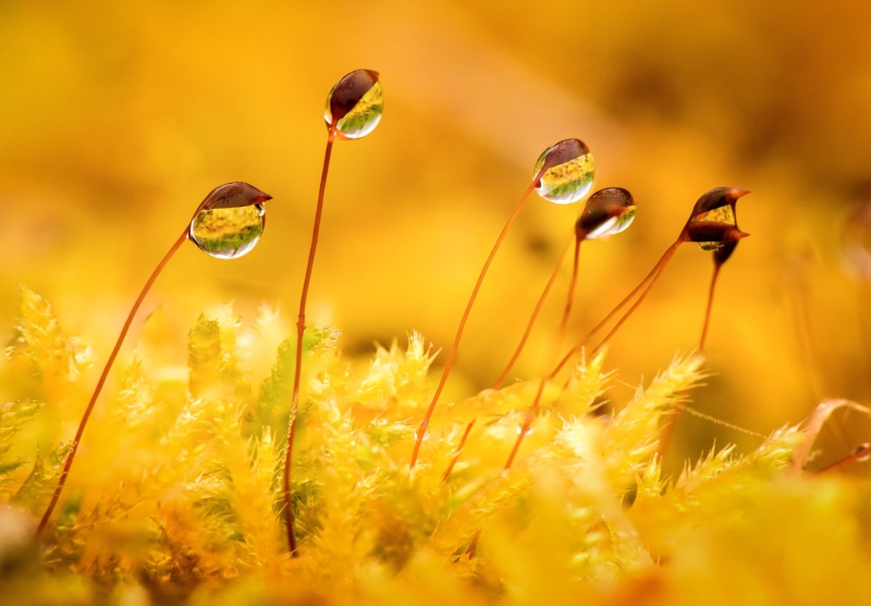 beauty In Nature, outdoors, leaf, green, meadow, Taiwan, leaves, springtime, Trees, Landscapes, green Color, Taidong, yellow, 5K, dew, Close-up, drop