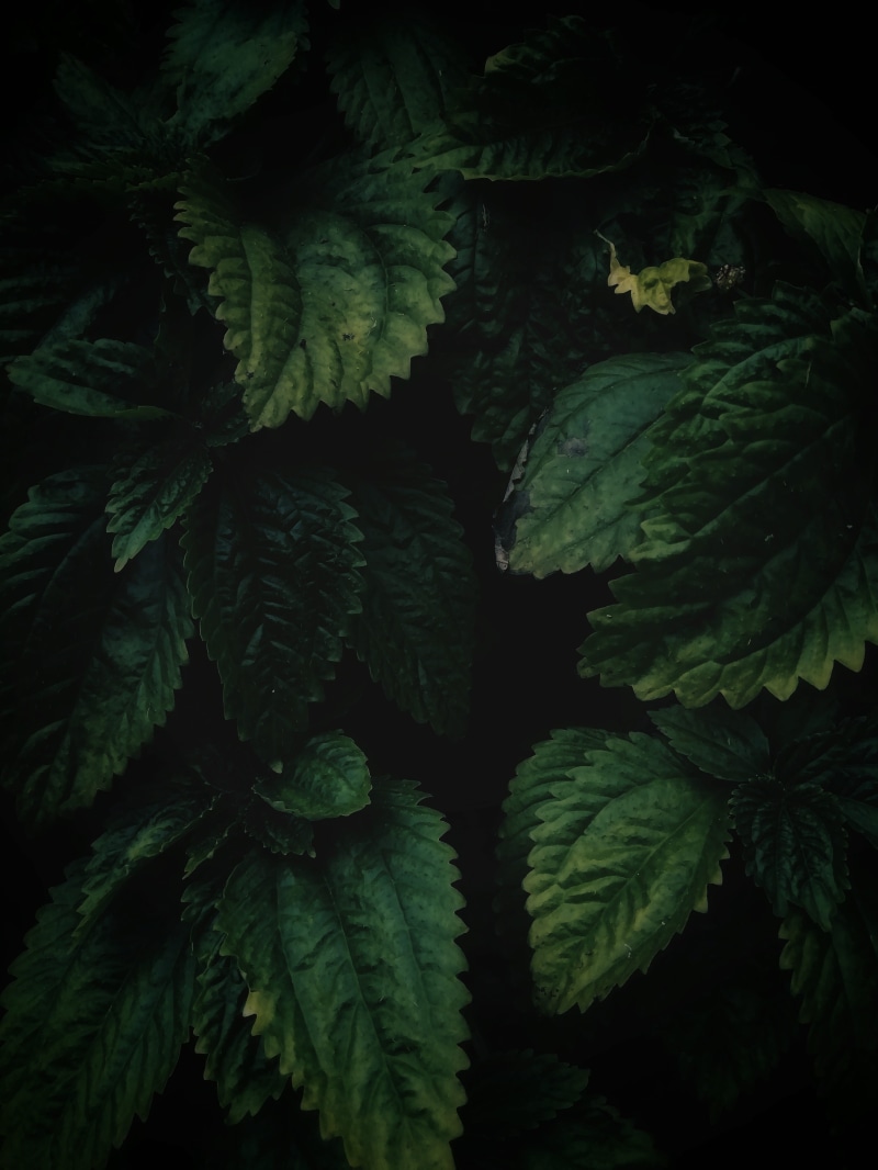 day, lush, flora, tree, outdoors, food and drink, leaf, environment, no people, texture, selective focus, plant part, garden, green color, houseplant, growth