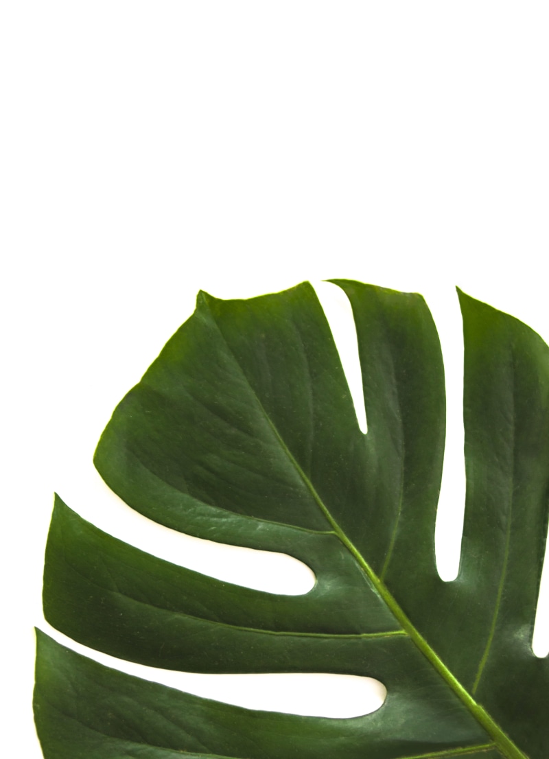 close, freshness, fragility, photo, beautiful, leaf, plants, nature, close-up, plant, swiss, swiss cheese plant, studio shot, no people, palm, simple, green leaf
