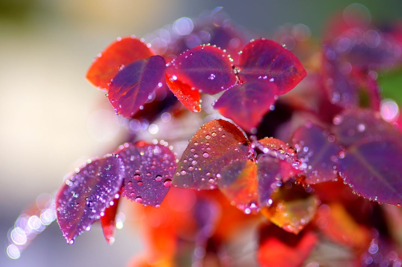 close, leaf, flower, red, close-up, water, close-up photography, drops, nature, plant, 1080P, freshness, photography, leaves, Project 365, purple, beauty