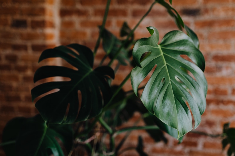 beauty in nature, houseplant, green, food, growth, close-up, brick, green color, day, no people, leaf, monstera, growing, plant, food and drink, focus on foreground