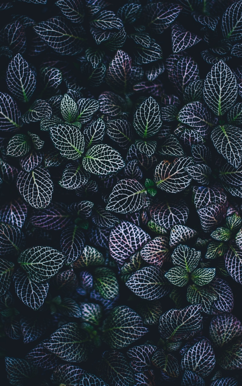 cactus, directly above, 4K, green, leaf, repetition, backgrounds, abundance, close-up, pattern, beauty in nature, green color, natural pattern, freshness