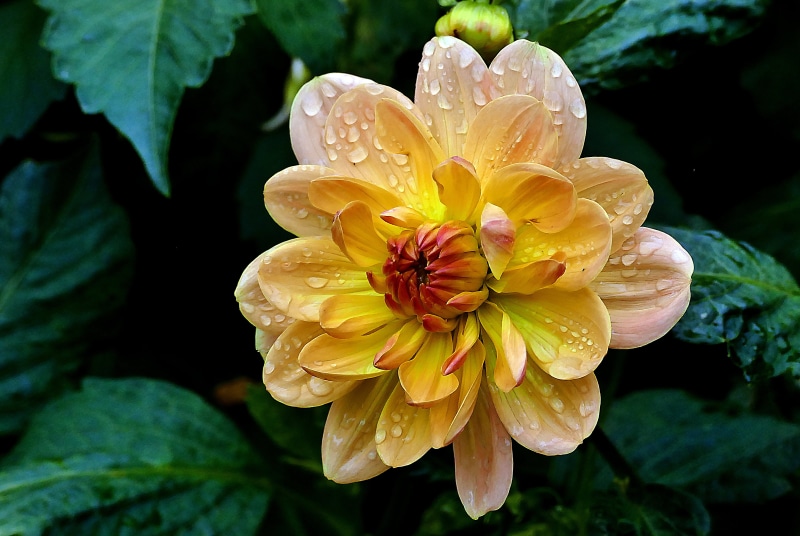 yellow, petal, leaves, green leaves, gardens, nature, flora, plants, flower, plant, Dahlia, green, 4K, close-up, photo, Close up, flower Head, brown, Lumix