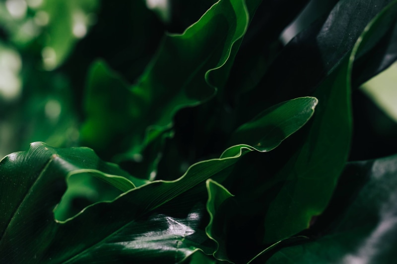 plant, Close-ups, full frame, ups, plant leaves, outdoors, backgrounds, plant part, botany, green, leaf, nature, close, flower, close-up, 2K, growth, organic