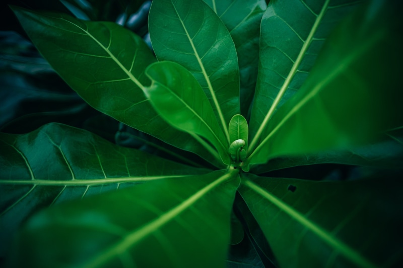 texture, dew, selective focus, high angle view, close-up, green color, beauty in nature, fresh, green, leaf, outdoors, no people, plant, 5K, close, plant part