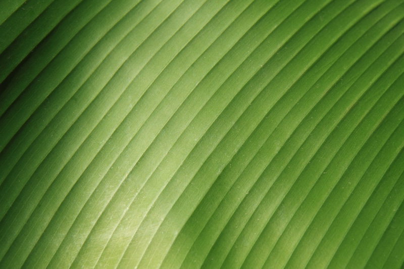 photo, banana, pattern, rainforest, nature, tropical Climate, beauty in nature, plant part, green Color, no people, leaf, close-up, green, natural pattern