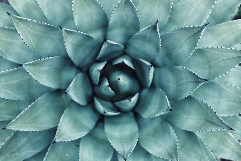 leaf, leaves, inflorescence, full frame, plants, flower, green color, succulent plant, nature, plant part, plant, macro, flowering plant, photo, close-up