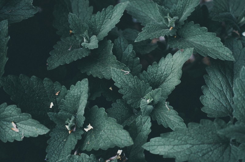 no people, green plants, plant, directly above, pattern, backgrounds, photography, day, full frame, garden, 5K, desktop, food and drink, texture