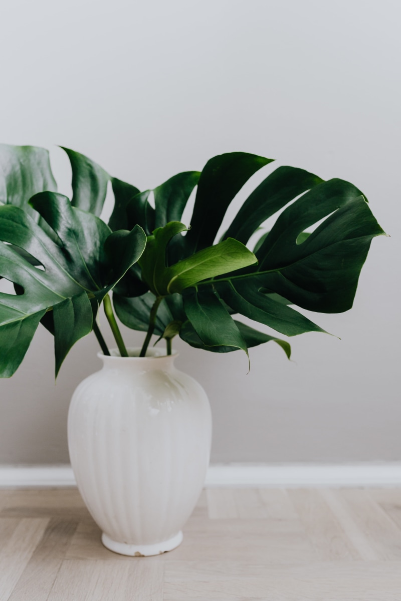 indoors, wall - building feature, food and drink, copy space, philodendron, negative space, nature, monstera, dark, still life, houseplant, green, leaves