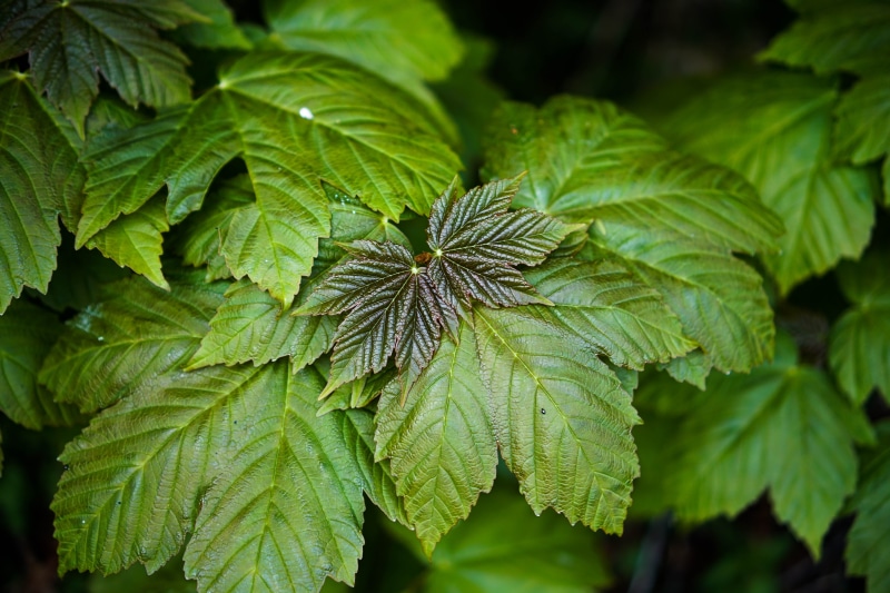 close-up, 5K, growth, green, nature, leaf, outdoors, green Color, plant, freshness, leaves, backgrounds, summer
