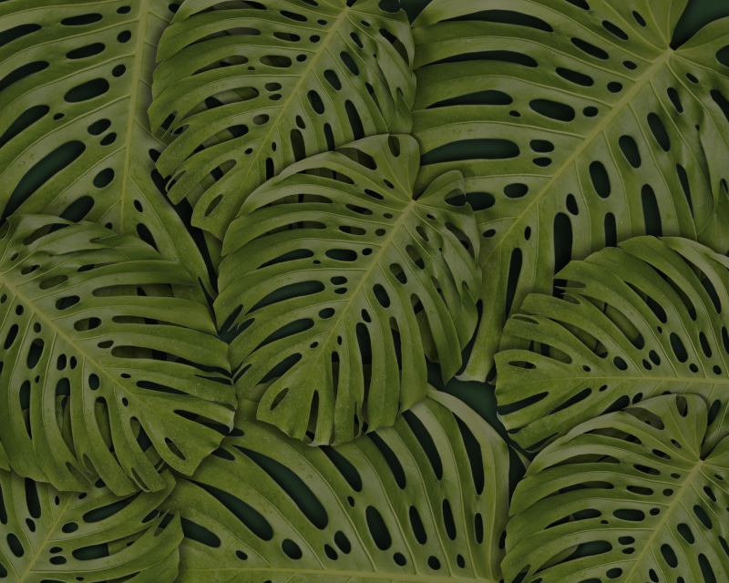 no people, close-up, tropical, fragility, photography, green, day, botany, nature, leaf, flora, garden, vulnerability, plant part, green color, plant, computer