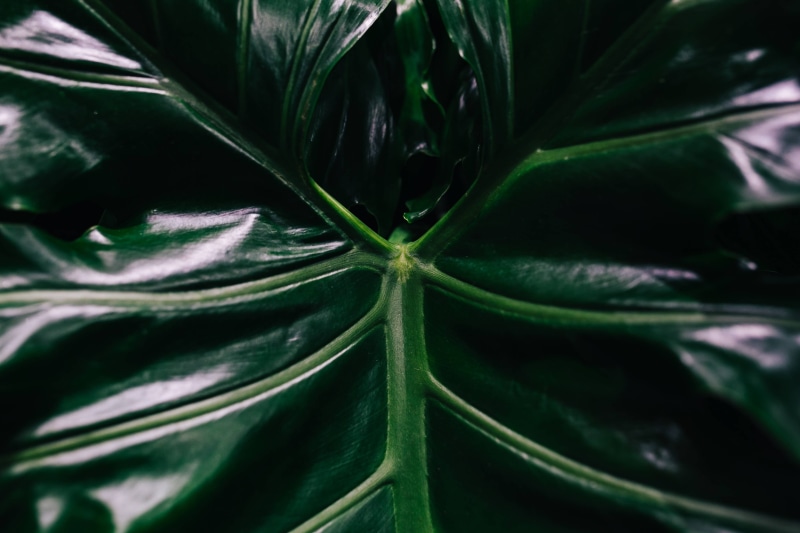 nature, full frame, abstract, outdoors, plant leaves, close-up, food, green color, palm leaf, leaves, close, leaf, plant part, backgrounds, 4K, natural pattern