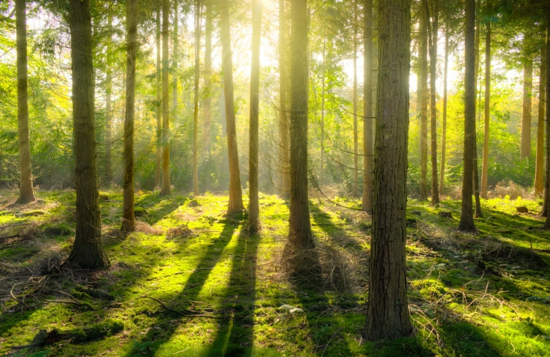 non-urban scene, scenic, scenics - nature, woods, tranquil scene, sunlight, scenery, no people, coniferous tree, tree trunk, trunk, land, outdoors, growth