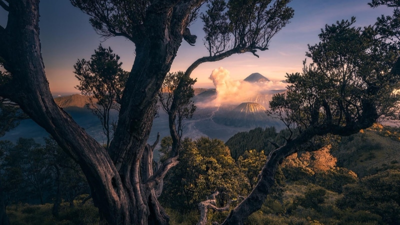 volcano, growth, national park, sunset, morning, bromo tengger semeru national park, sky, mountain, beauty in nature, nature, outdoors, sunlight, tree