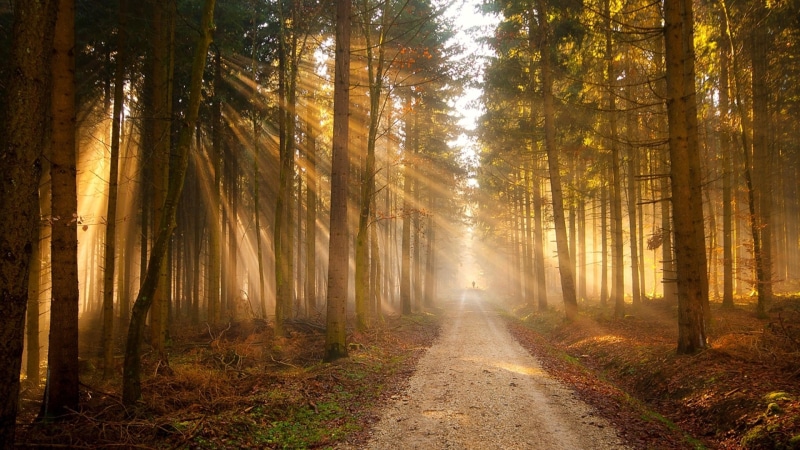 autumn, 4K, trees, leaf, silhuette, woodland, forest, woody plant, road, sunray, tree, path, grove, light, nature, morning, sunlight