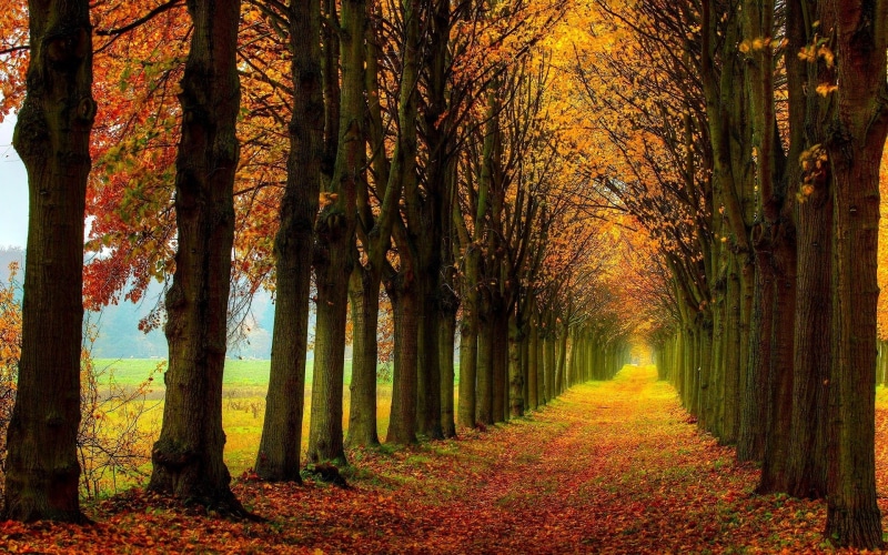 illustration, Forest, season, Nature, Trees, 1080P, Autumn, Path, Beautiful, Scenery