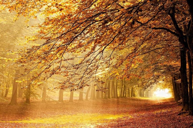 maple Tree, mist, nature, fog, path, orange, color Image, trunk, tranquil Scene, falling, beauty In Nature, tree canopy, autumn collection, leaf, growth