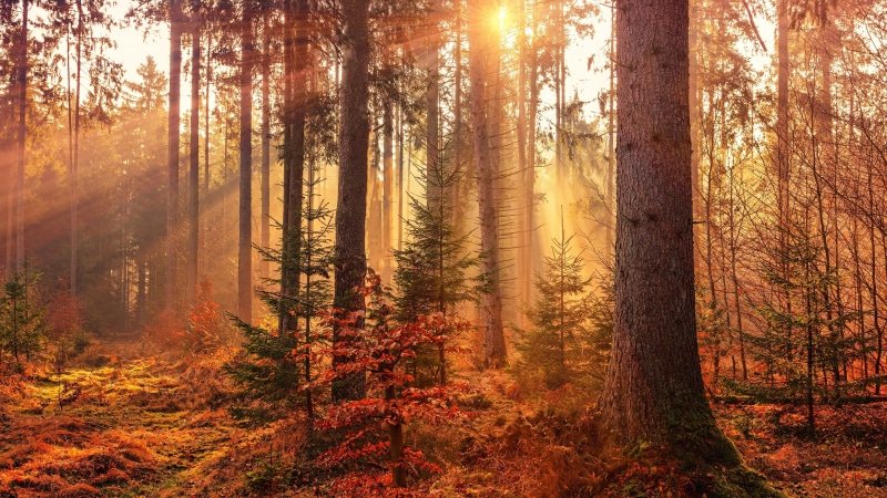 4K, sun ray, sunbeam, forest, woods, tree, sunray, autumn, woodland