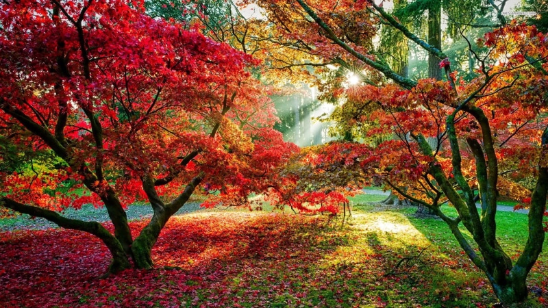 sun, 1080P, trees, red leaves, fall, rays, path, forest, yellow, leaves, red, sun rays