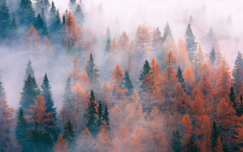 Fog, 1080P, Autumn, Forest, Trees