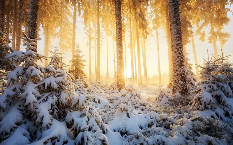 trees, covering, landscape, mist, sunlight, winter, beauty in nature, snowcapped mountain, tree, tranquility, snow, pine tree, yellow, land, cold, woodland