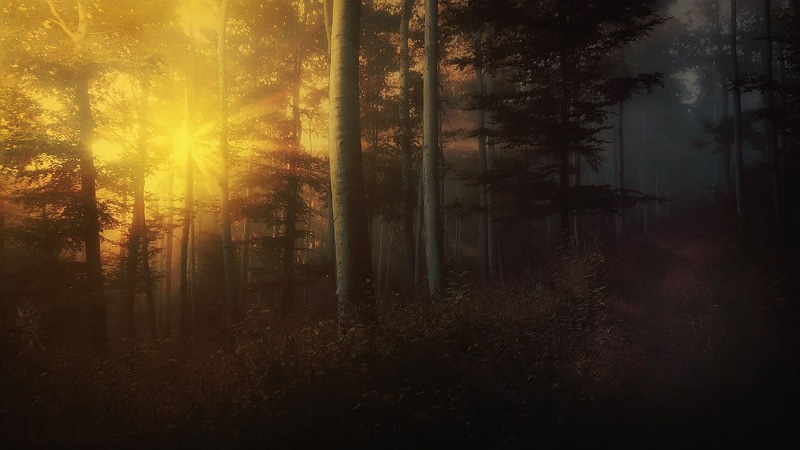 landscape, plant, forest, idyllic, shrubs, tranquil scene, sunlight, lens flare, painting, 720P, no people, nature, sun rays, mist, beauty in nature, scenics - nature