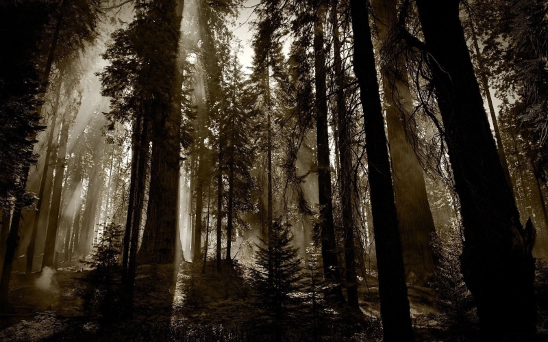 monochrome, dark, landscape, morning, mist, trees, 1080P, sun rays, sunlight, forest, nature