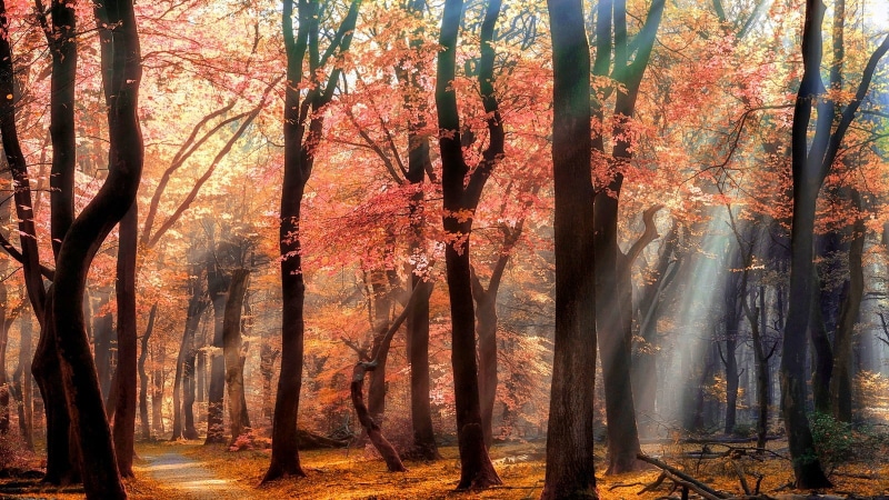 blossoms, flowers, sunlight, leaves, 720P, nature, sun rays, trees, mist, path, landscape, park, spring