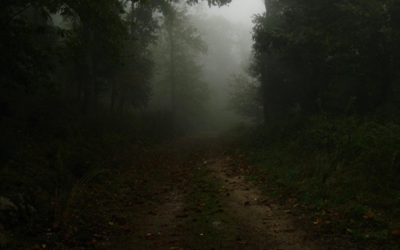 hd, 720P, dark forest, forest, calm, dark, 1440x900