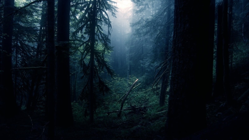 hd, trees, 1080P, nature, forest, photo, dark