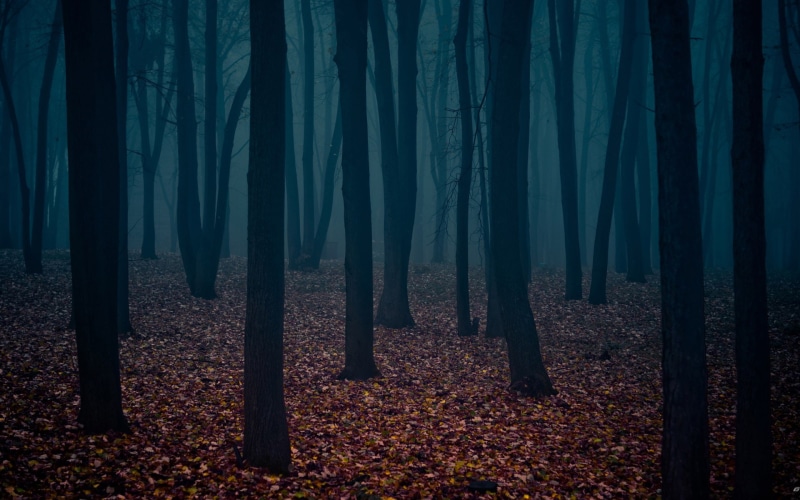 forest, trees, 1080P, nature, leaves, dark, dark forest