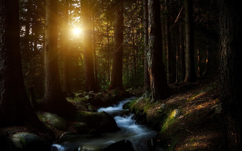 dark, trees, forest, hd, dark forest, cool, 1080P, 1920x1200
