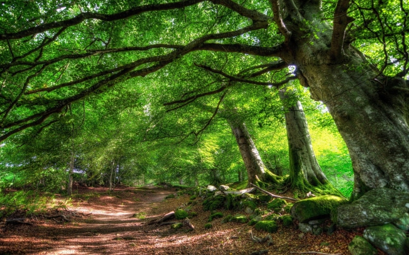 trunk, forest, tree trunk, branch, forest high resolution desktop backgrounds, beauty in nature, 1080P, tree canopy, growth, plant, day, tranquil scene