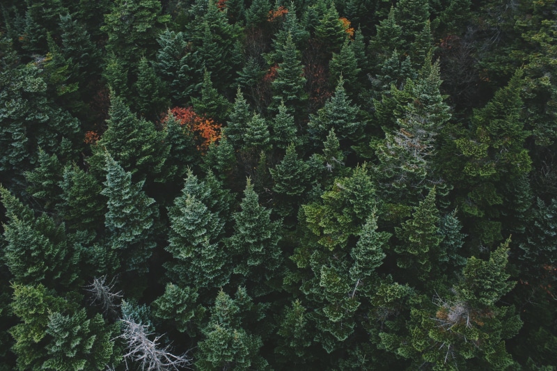 4K, forest, green background, nature